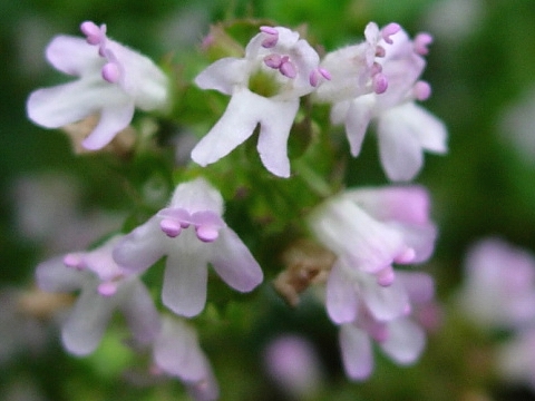 thymus2.jpg