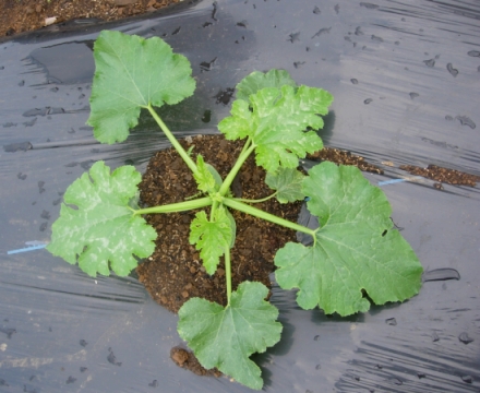 zucchini1.jpg