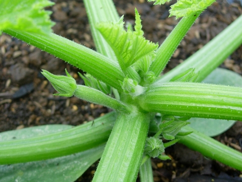 zucchini2.jpg