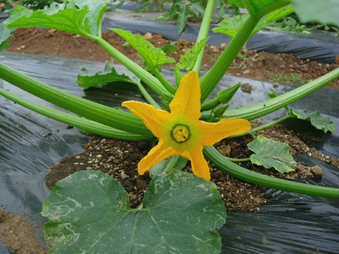 zucchini_fl.jpg