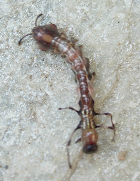insect1.jpg
