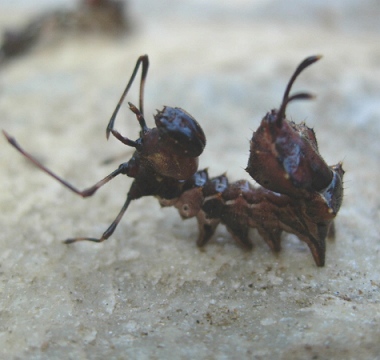 insect2.jpg