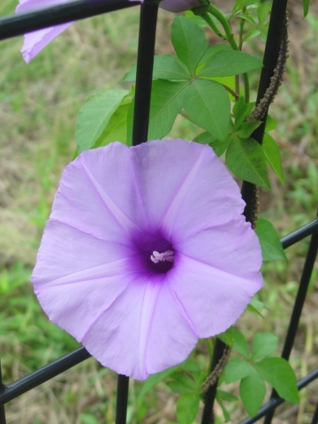 ipomoea.jpg