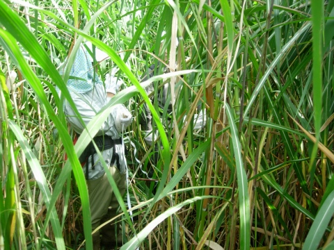 miscanthus.jpg