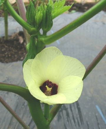 okra.jpg