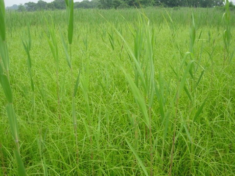 phragmites.jpg