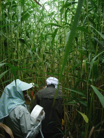 phragmites2.jpg