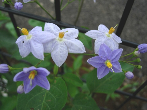 solanum.jpg