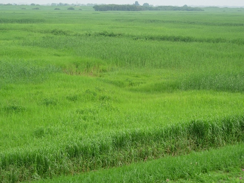 watarase01.jpg