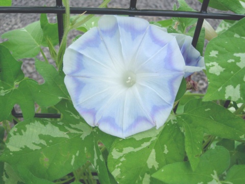 ipomoea.jpg
