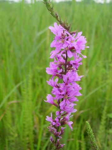 lythrum.jpg