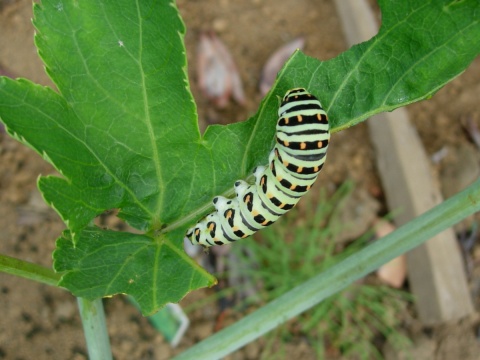 papilio1.jpg