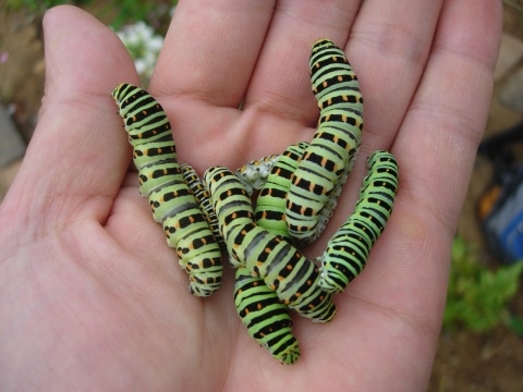 papilio2.jpg