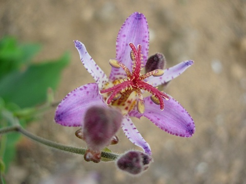 tricyrtis.jpg