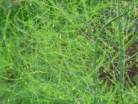 asparagus.jpg