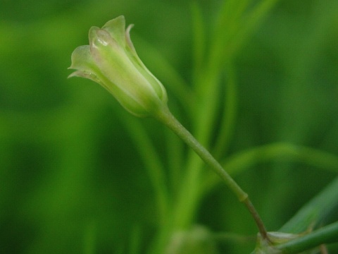 asparagus_fl.jpg