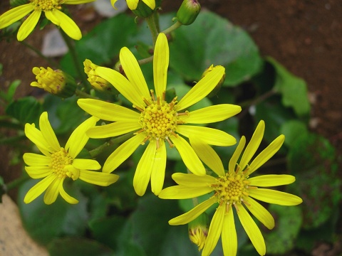 farfugium.jpg