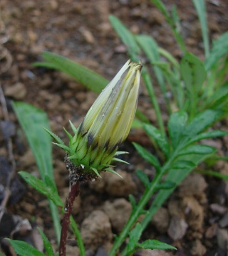 gazania_closed.jpg