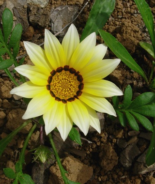 gazania_open.jpg