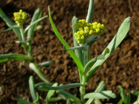 gnaphalium.jpg