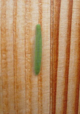 pieris_larva.jpg