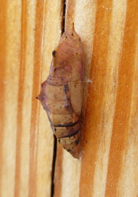 pieris_pupa.jpg