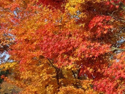 acer.jpg
