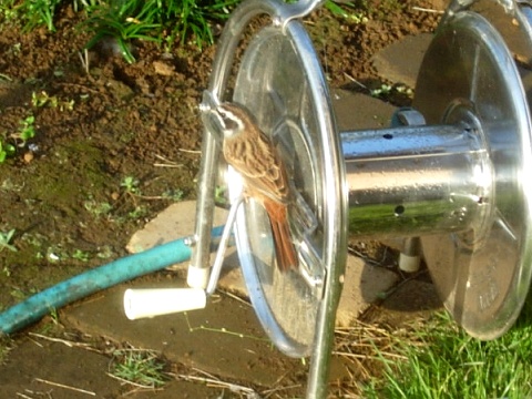 emberiza.jpg