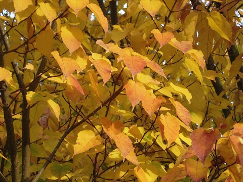 acer_cra.jpg