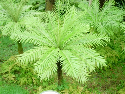 blechnum.jpg