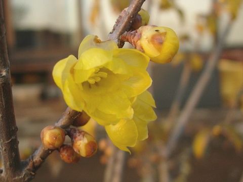 chimonanthus.jpg