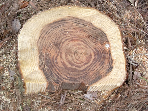 cryptomeria_stump.jpg