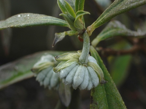 edgeworthia.jpg