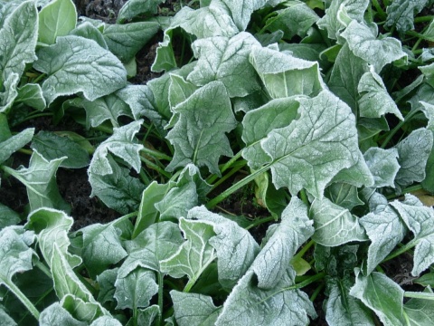spinach.jpg