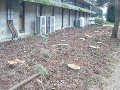 stumps.jpg