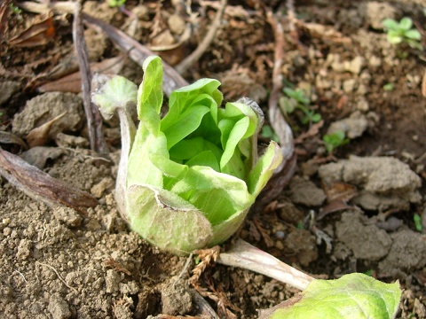petasites.jpg