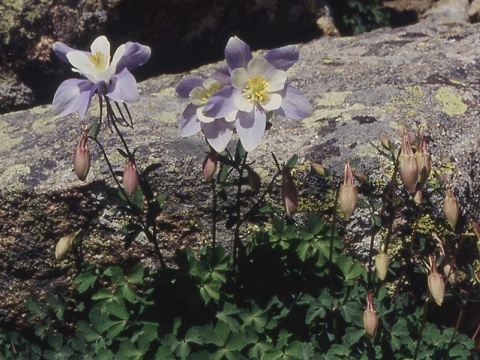 aquilegia.jpg