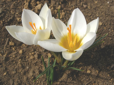 crocus.jpg