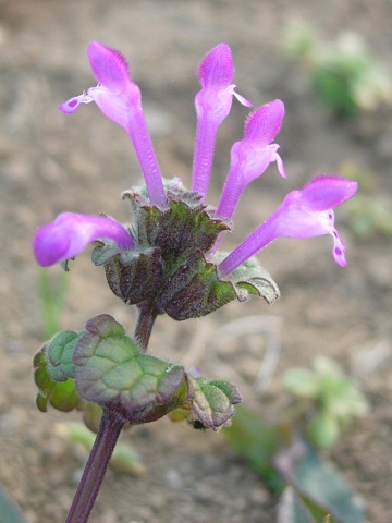 lamium1.jpg