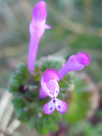 lamium2.jpg