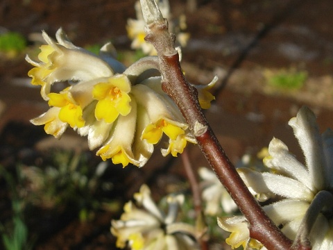 edgeworthia.jpg