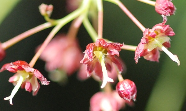 acer_fl.jpg