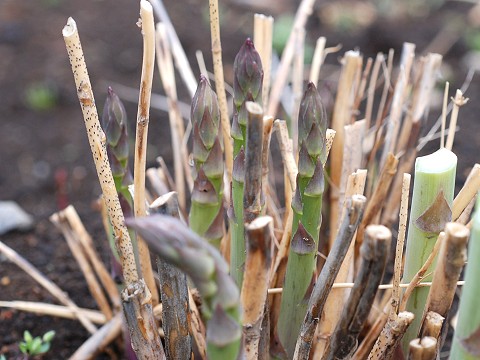 asparagus.jpg
