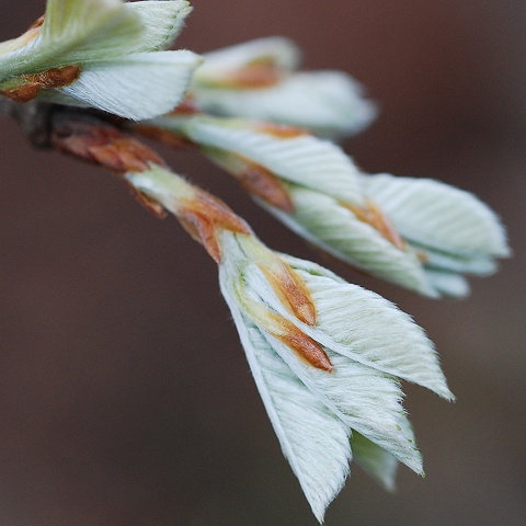 quercus.jpg