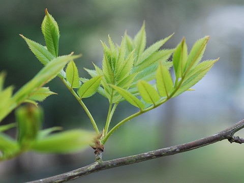 sorbus.jpg