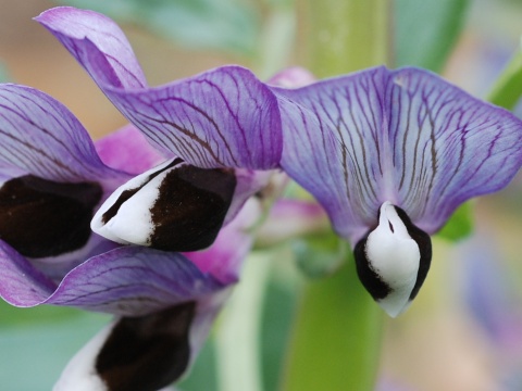 vicia.jpg