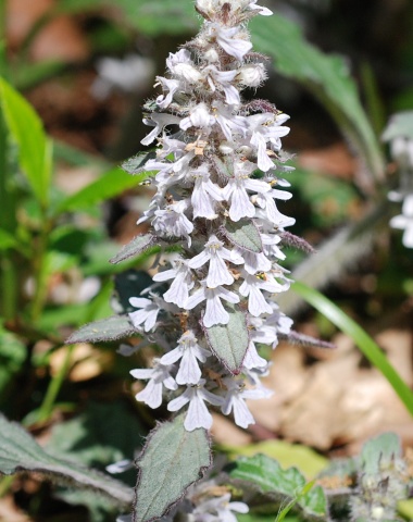 ajuga.jpg