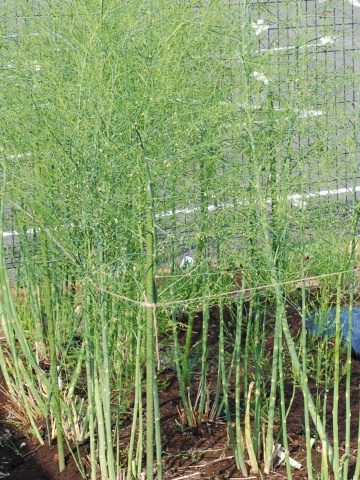 asparagus.jpg