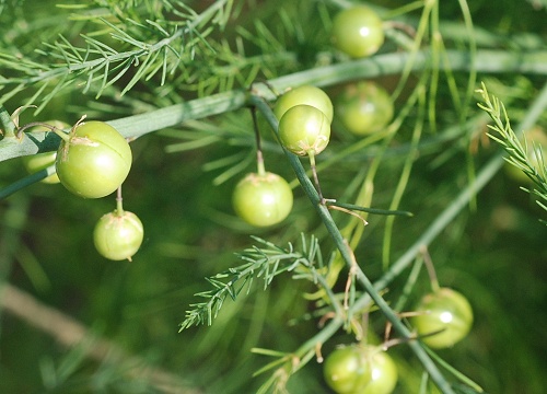 asparagus_fr.jpg