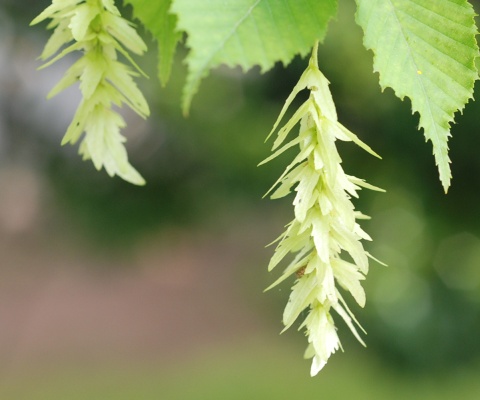 carpinus.jpg